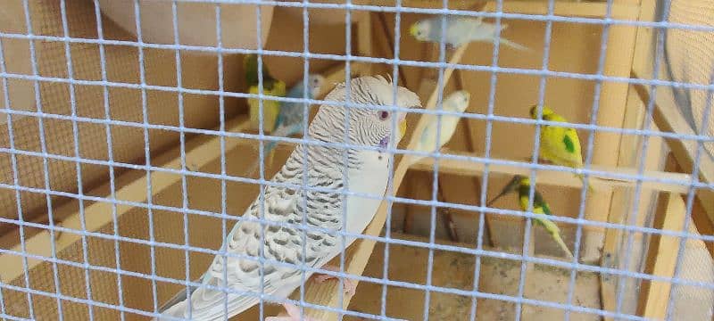 11 pcs of Australian parrots with new cage 4x2x3 feet 1
