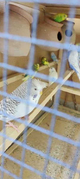 11 pcs of Australian parrots with new cage 4x2x3 feet 2