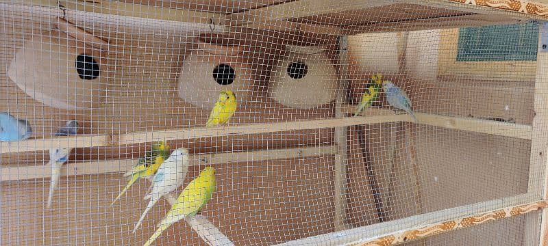 11 pcs of Australian parrots with new cage 4x2x3 feet 4