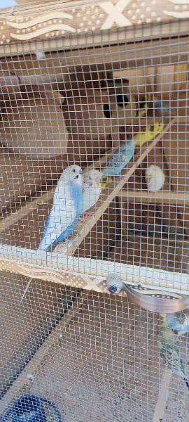 11 pcs of Australian parrots with new cage 4x2x3 feet 5