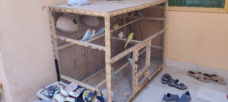 11 pcs of Australian parrots with new cage 4x2x3 feet 6