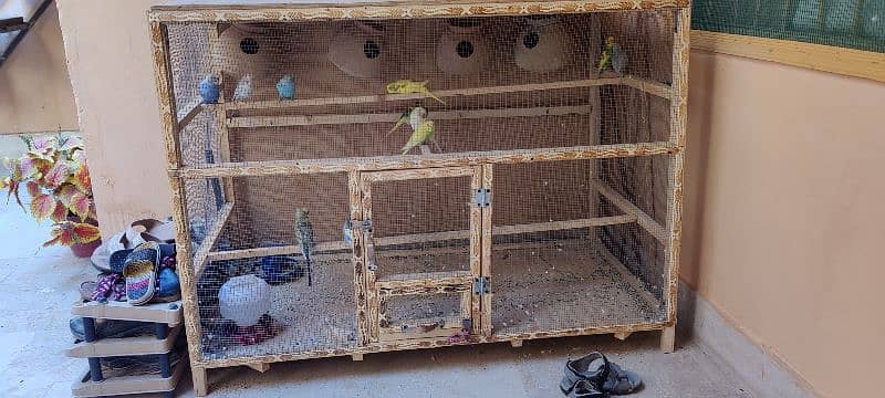 11 pcs of Australian parrots with new cage 4x2x3 feet 7