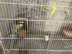 Beautiful 05 Australian Parrots for sale with big cage