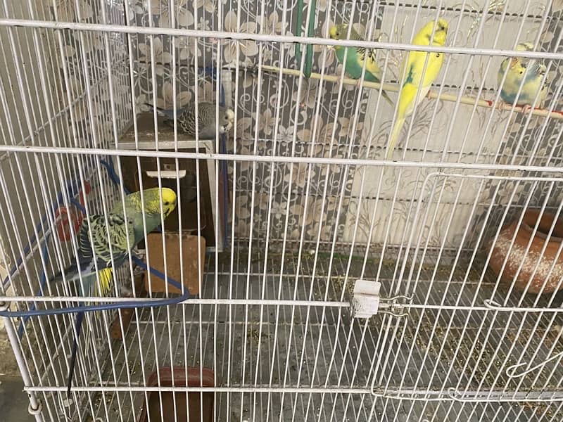 Beautiful 05 Australian Parrots for sale with big cage 0