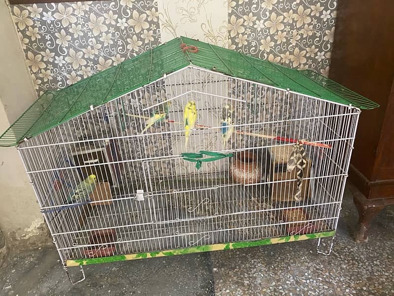 Beautiful 05 Australian Parrots for sale with big cage 1