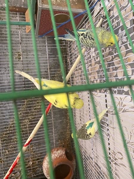Beautiful 05 Australian Parrots for sale with big cage 2