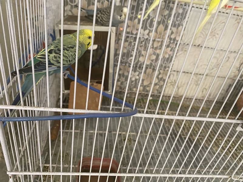 Beautiful 05 Australian Parrots for sale with big cage 3