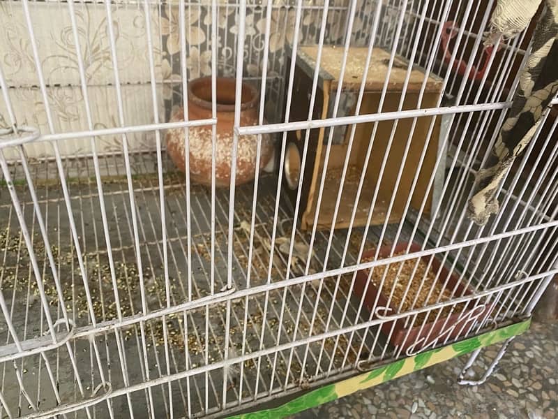 Beautiful 05 Australian Parrots for sale with big cage 4