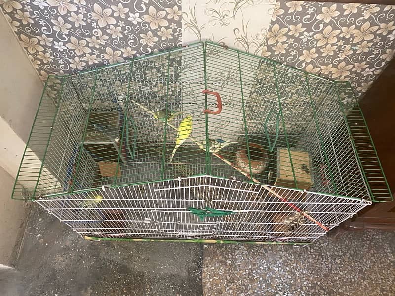 Beautiful 05 Australian Parrots for sale with big cage 5