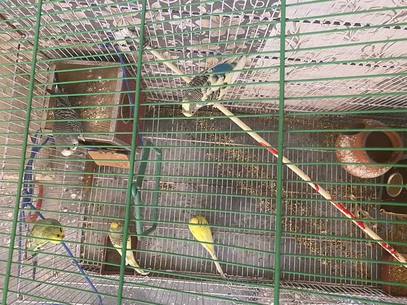 Beautiful 05 Australian Parrots for sale with big cage 7