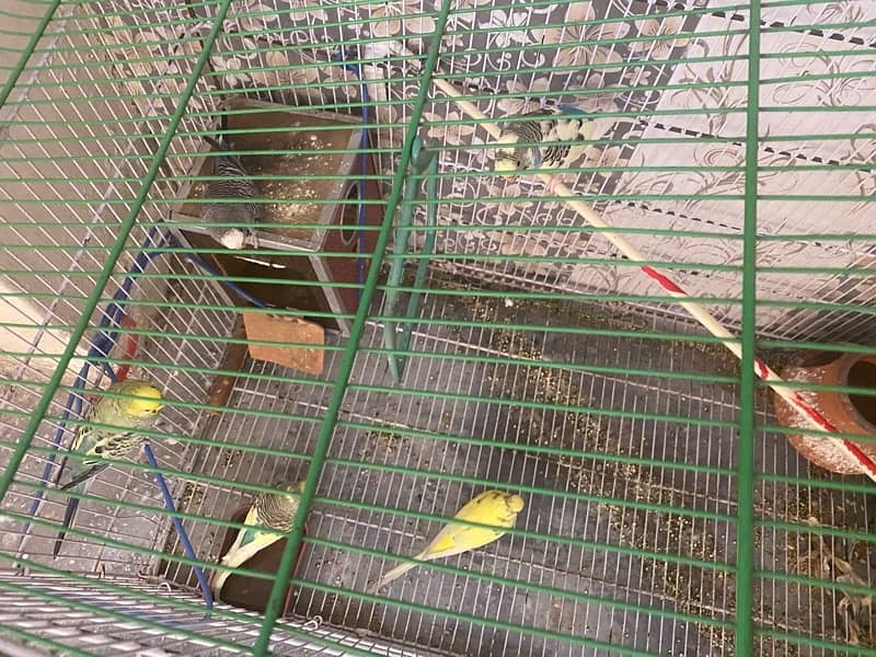 Beautiful 05 Australian Parrots for sale with big cage 8