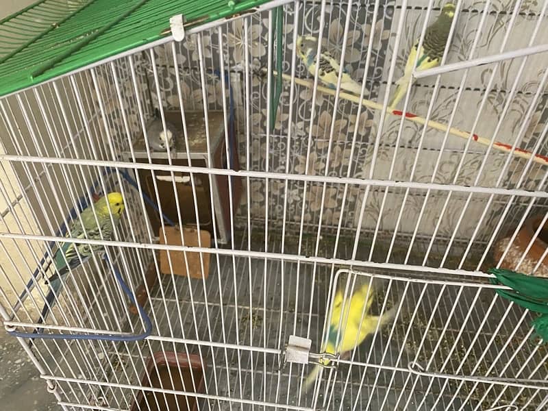 Beautiful 05 Australian Parrots for sale with big cage 9