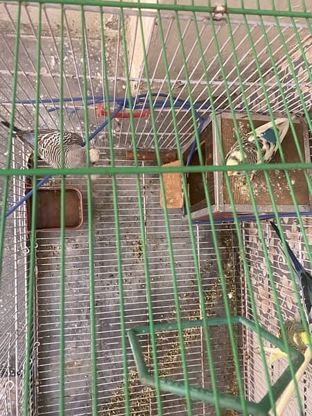 Beautiful 05 Australian Parrots for sale with big cage 10