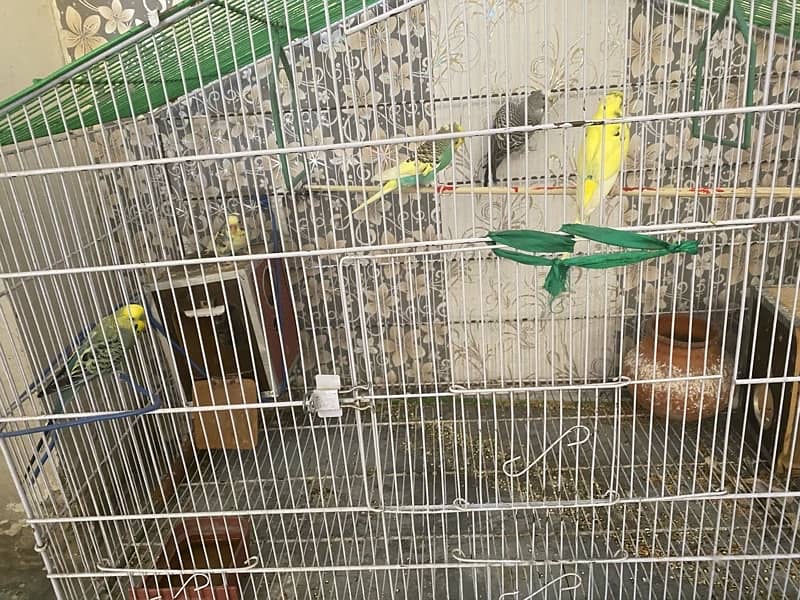 Beautiful 05 Australian Parrots for sale with big cage 11