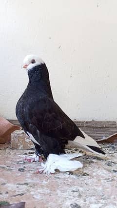 long Face Pigeon Imported Blood Line  1 pice 8 Kali 1 pice 2 kali 0