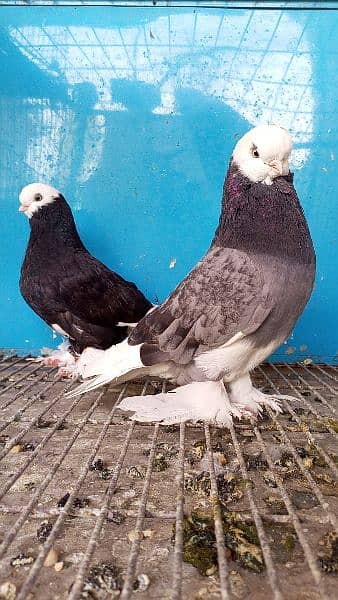 long Face Pigeon Imported Blood Line  1 pice 8 Kali 1 pice 2 kali 2