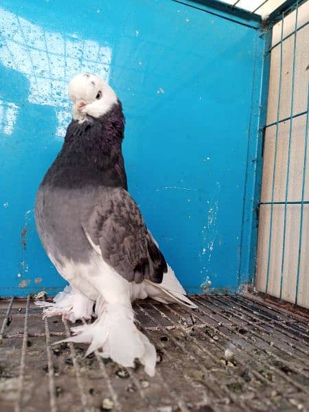 long Face Pigeon Imported Blood Line  1 pice 8 Kali 1 pice 2 kali 3