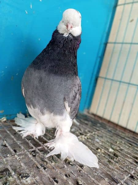 long Face Pigeon Imported Blood Line  1 pice 8 Kali 1 pice 2 kali 4