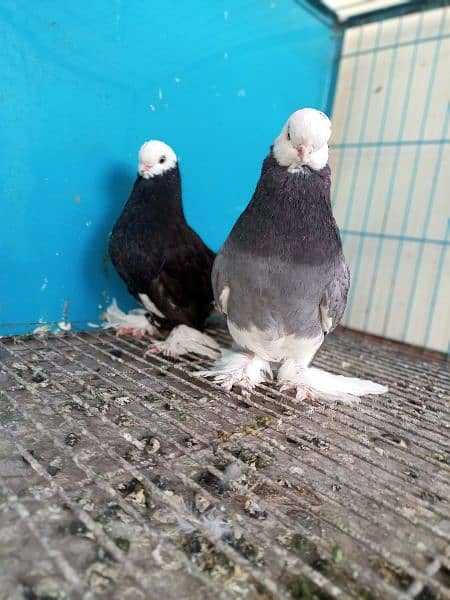 long Face Pigeon Imported Blood Line  1 pice 8 Kali 1 pice 2 kali 5