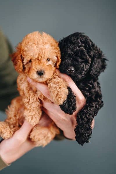 Poodle pups (French poodle) pure 0