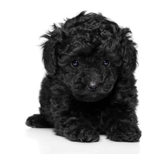 Poodle pups (French poodle) pure 1