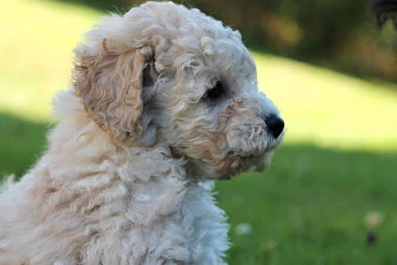 Poodle pups (French poodle) pure 2