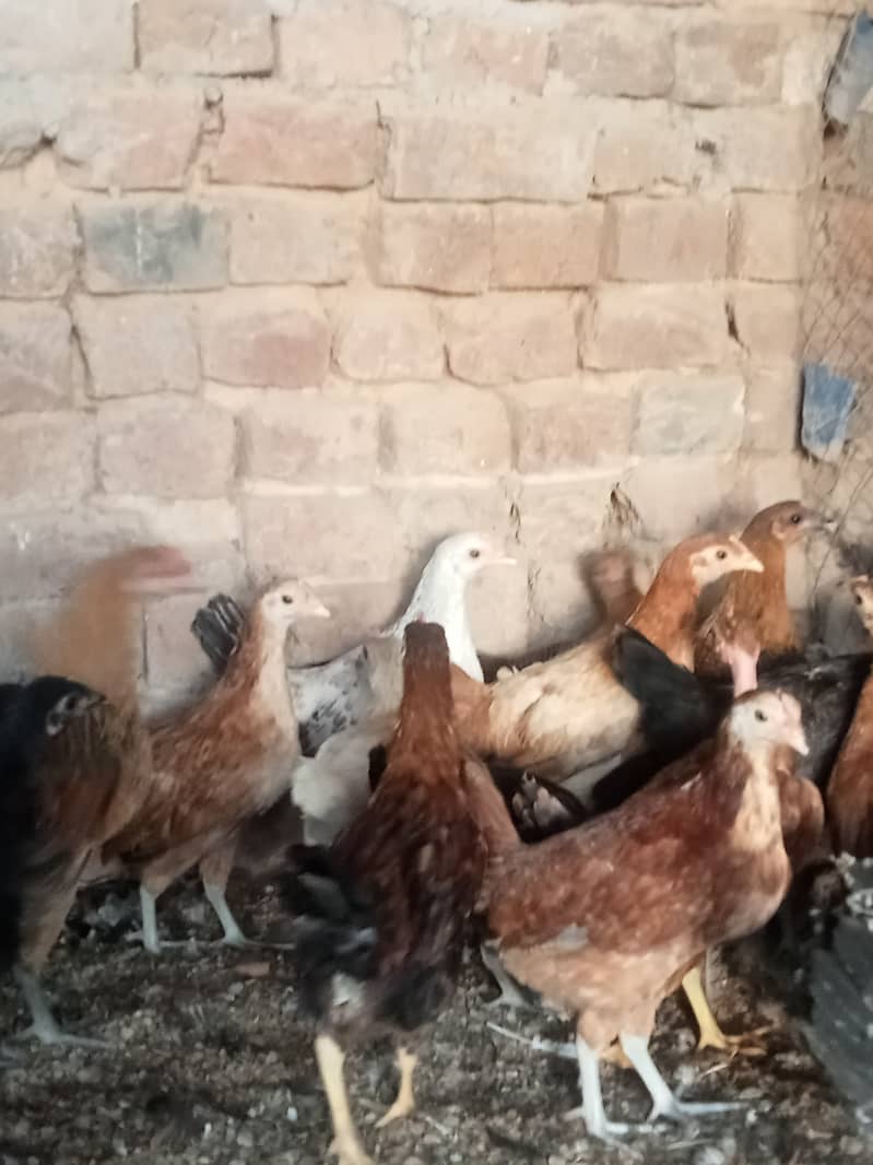 Desi checks and hens available in Jhelum vicinited 11