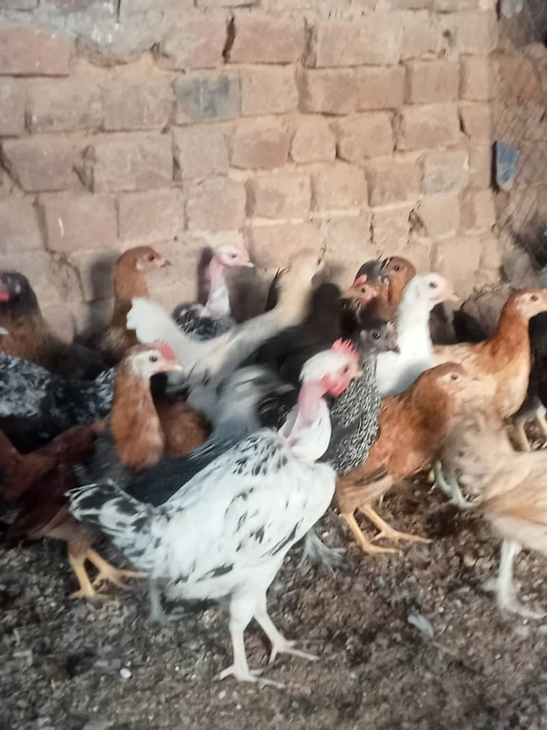 Desi checks and hens available in Jhelum vicinited 12