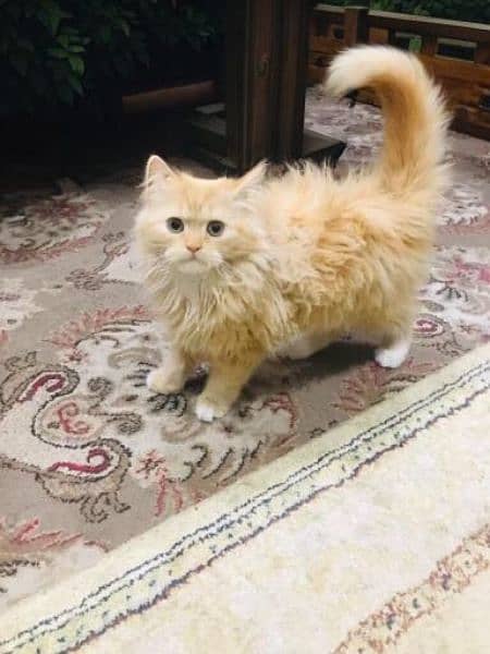Persian long coated male 3month 0