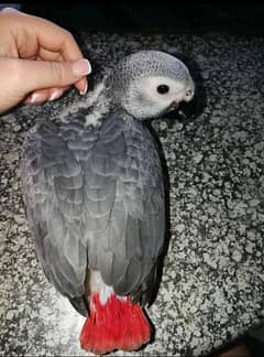 0322-69-12-764 call WhatsApp African grey parrot for sale