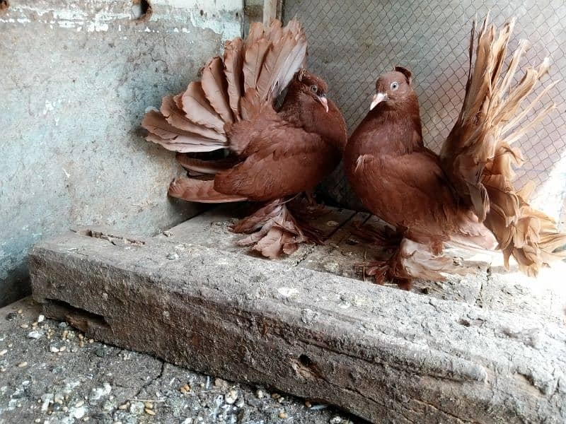 Red Indian fantail imported  pathi patha pair Whatp (03052170798) 0