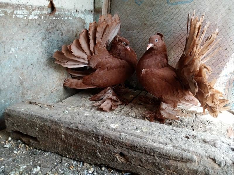 Red Indian fantail imported  pathi patha pair Whatp (03052170798) 4