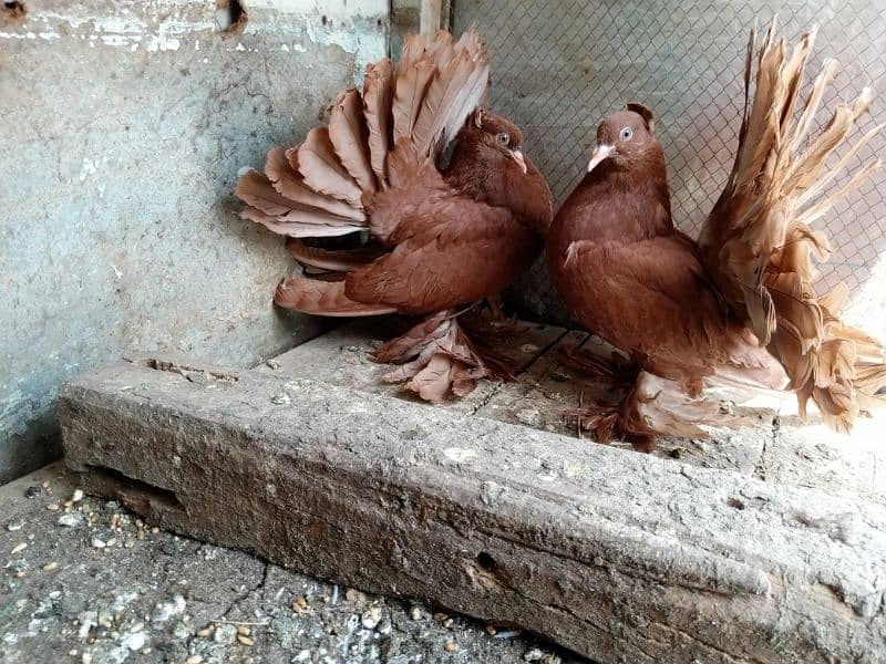 Red Indian fantail imported  pathi patha pair Whatp (03052170798) 5