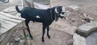 sahiwal Goat