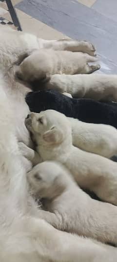 white and golden Labrador