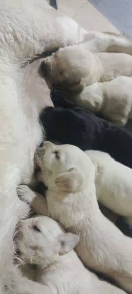 white and golden Labrador contact number 3186697071 1