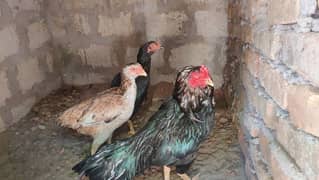 muskhy or lassni heera or lakhy eggs or chicks available