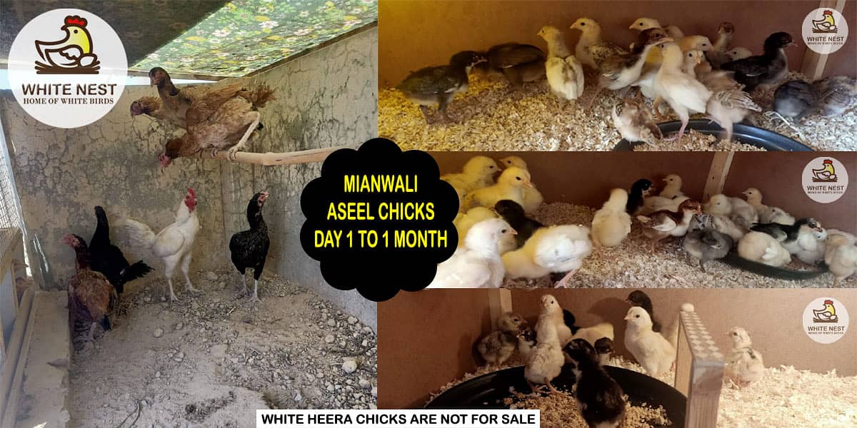 Mianwali Aseel Chicks in lakha color (black, brown),fresh fertile eggs 0