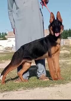 Belgium Shepherd male male secretary dog 5 month for sale 0