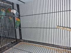 Lovebirds healthy pair setup for sale cage