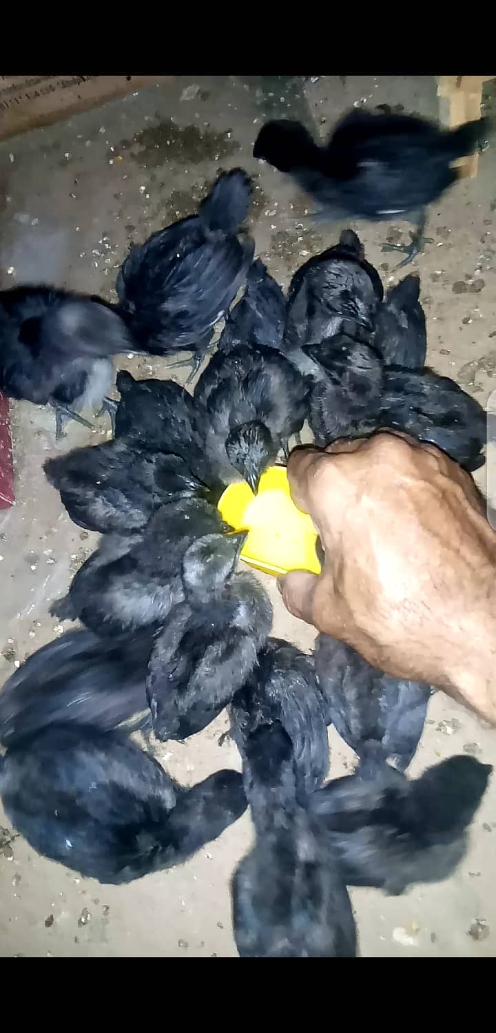 Ayam cemani gray tongue chicks 20 days old 03006882275 0