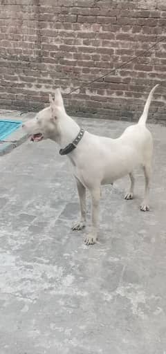 Gultair Dog Female for sale