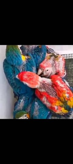 red macaw chick pair for sale WhatsApp 0330*7629*885