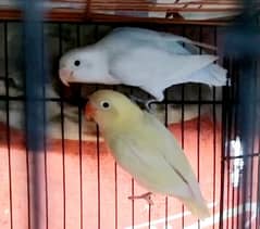 Parbul Pastal ino and Albino Red eye split ino 0