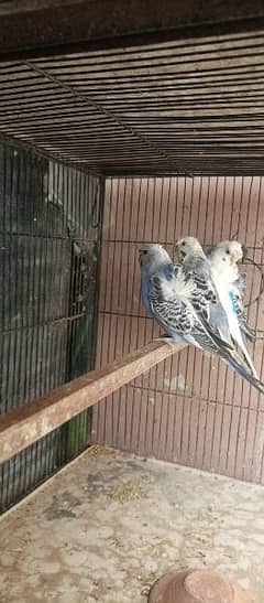 hogoromo budgies parrot with chicks healthy and active