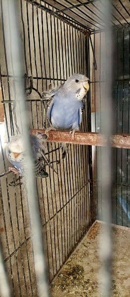 hogoromo budgies parrot with chicks healthy and active 1