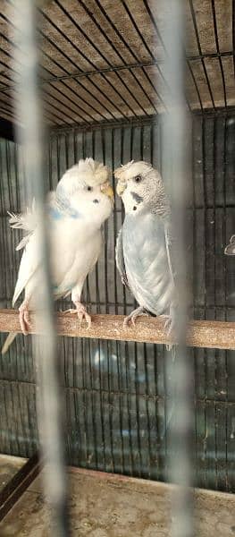 hogoromo budgies parrot with chicks healthy and active 2