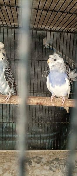 hogoromo budgies parrot with chicks healthy and active 3