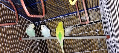 budris parrot breeder pairs healthy active cage ke sath