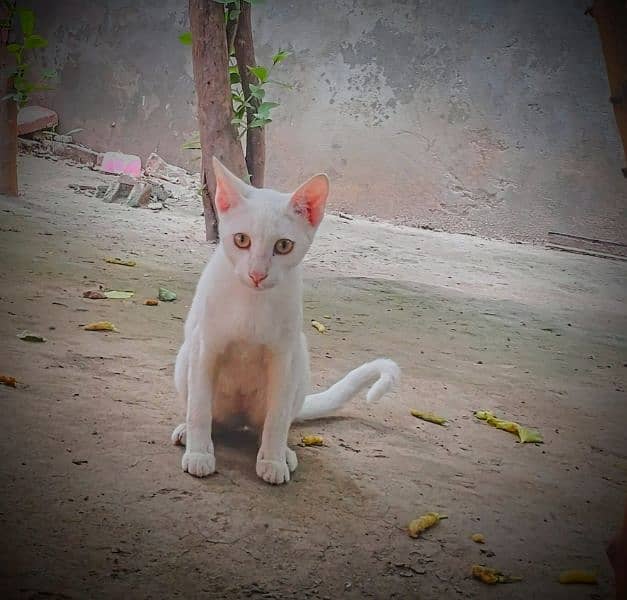 Persian cat single coat 1